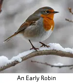 An Early Robin