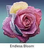 Endless Bloom