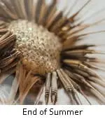 End of Summer