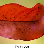 This Leaf